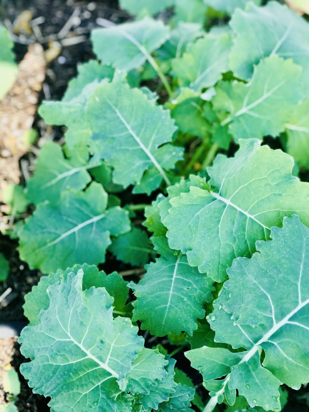 Kale
