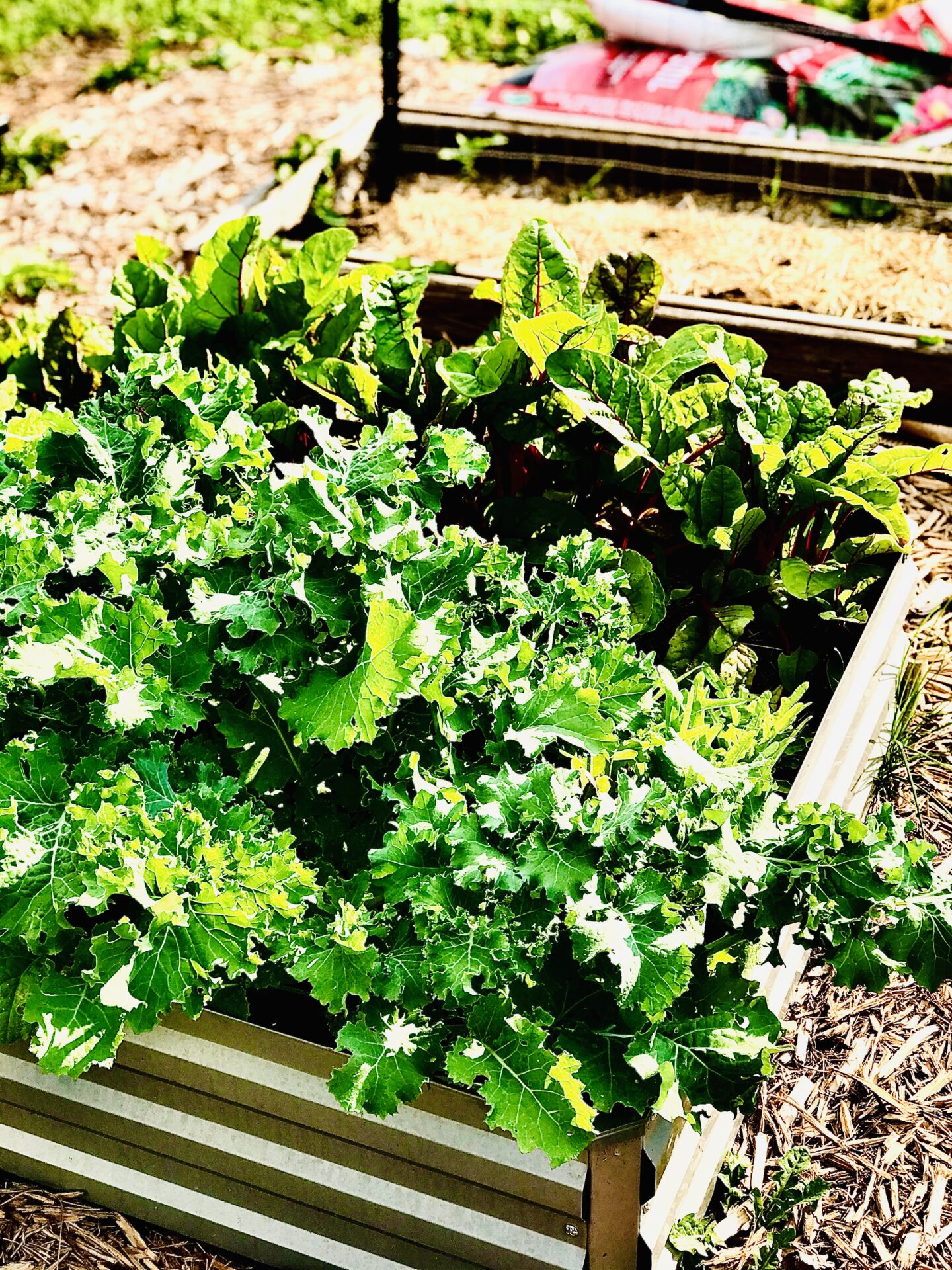 full width raised bed