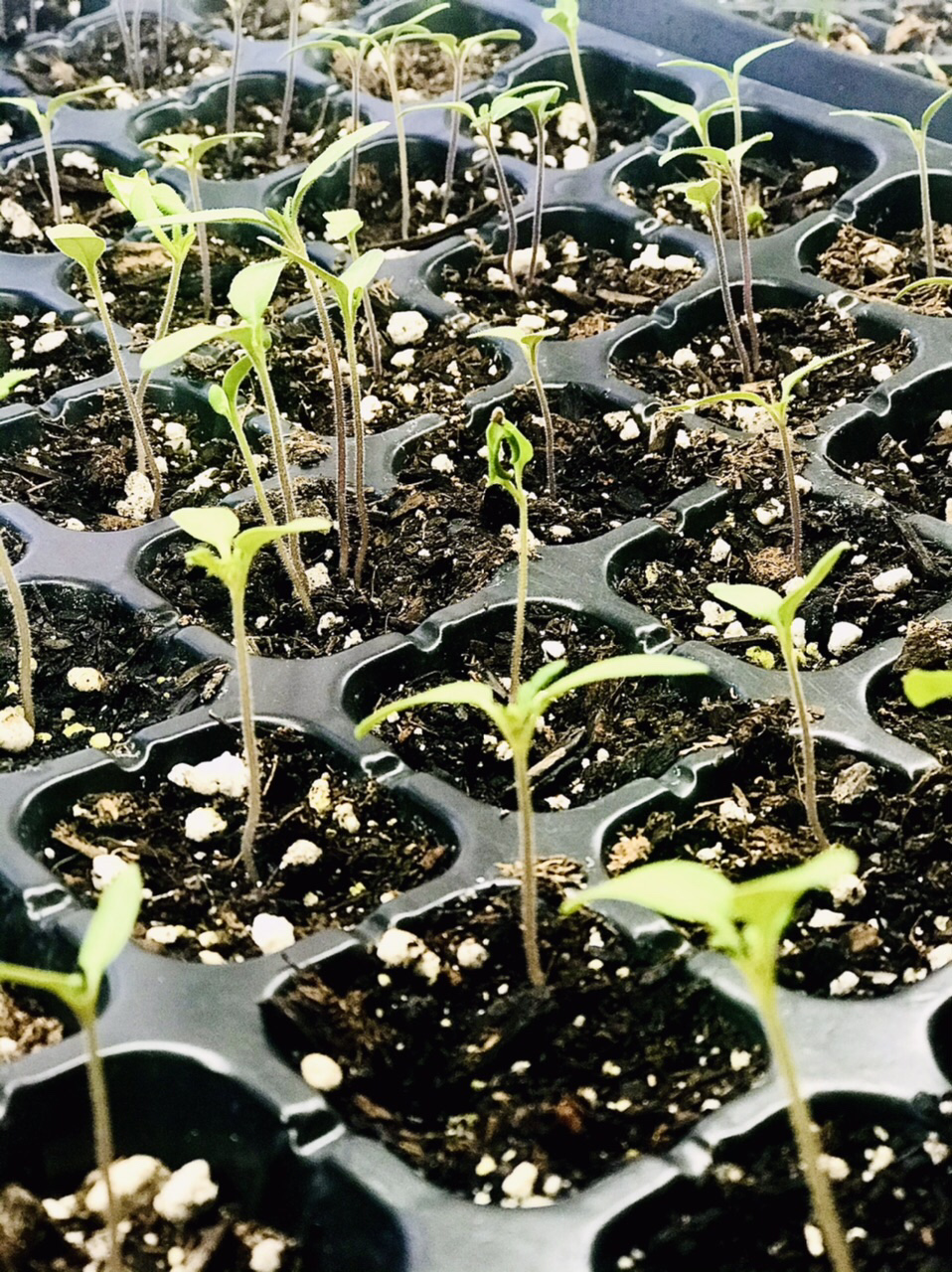 72 Cell Seedling Tray