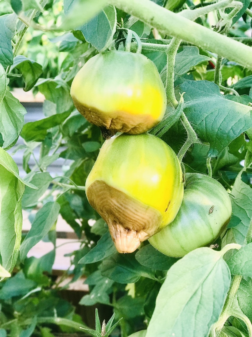 Tomatoes with blossom end rot