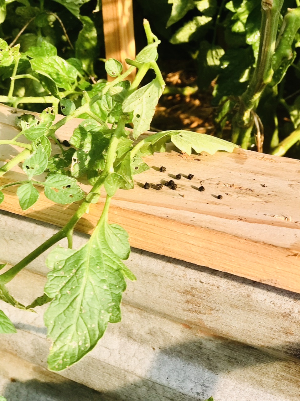 Tomato hornworm poop