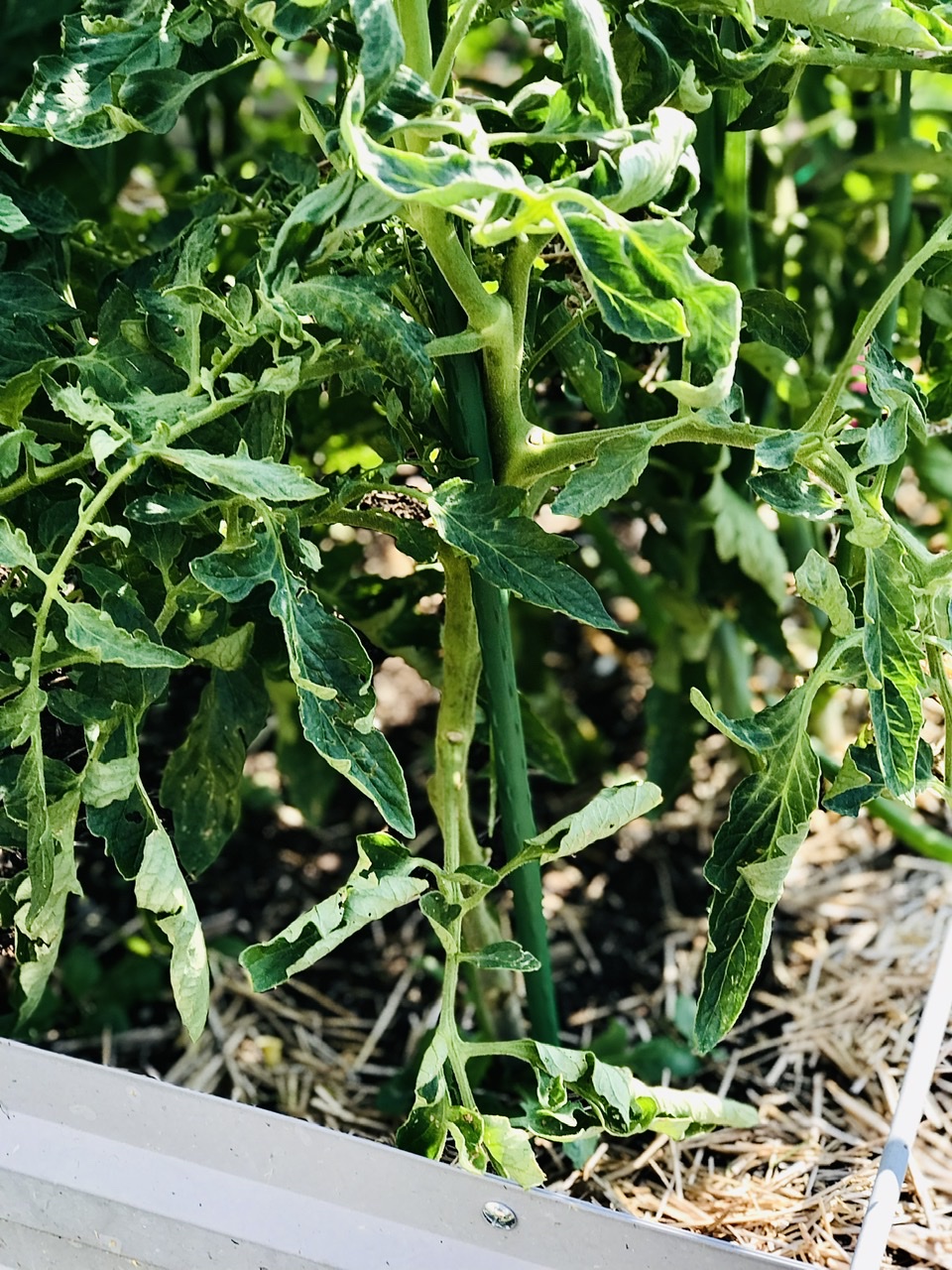 tomato with leaf curl