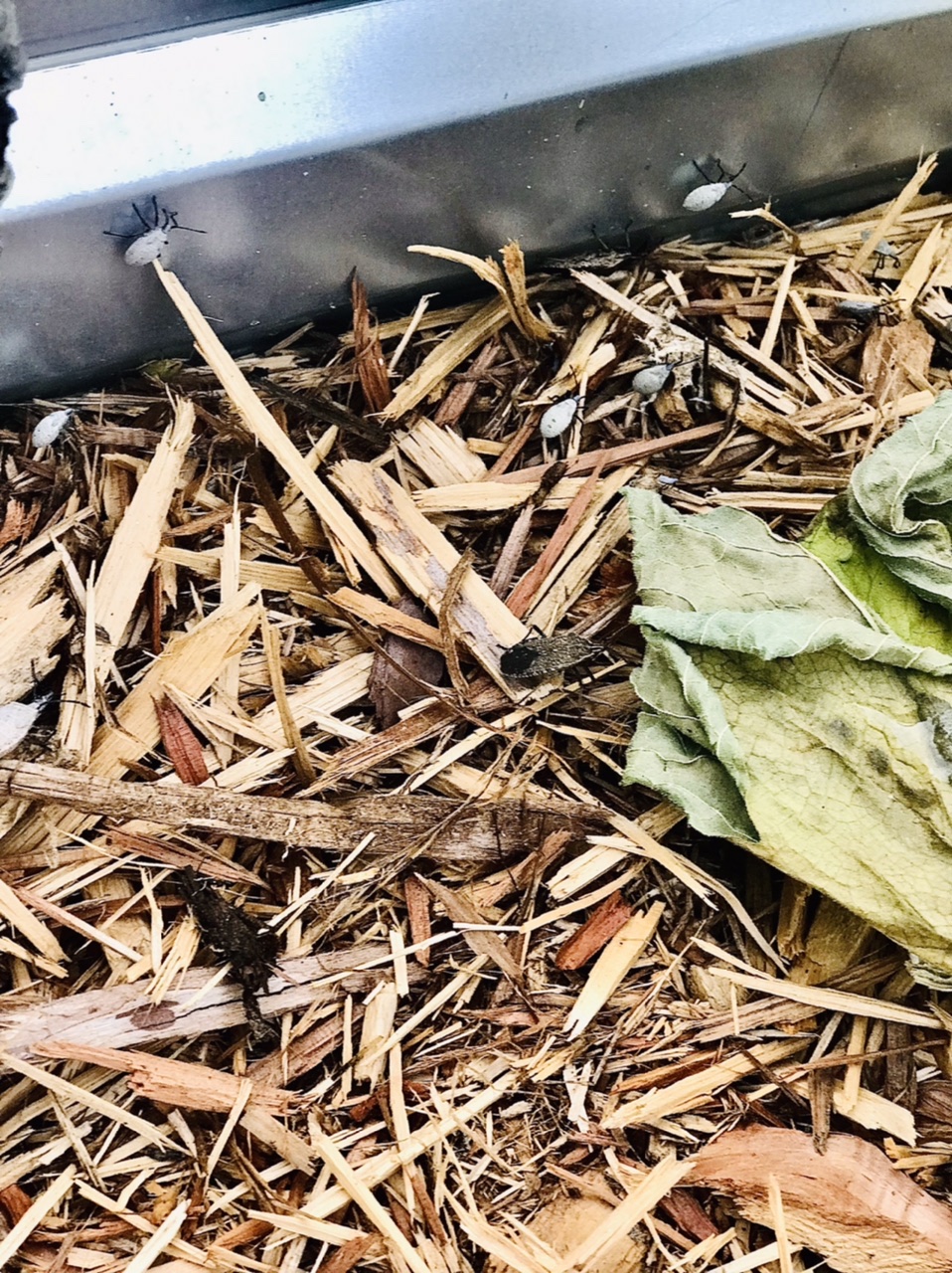 Adult and nymph squash bugs