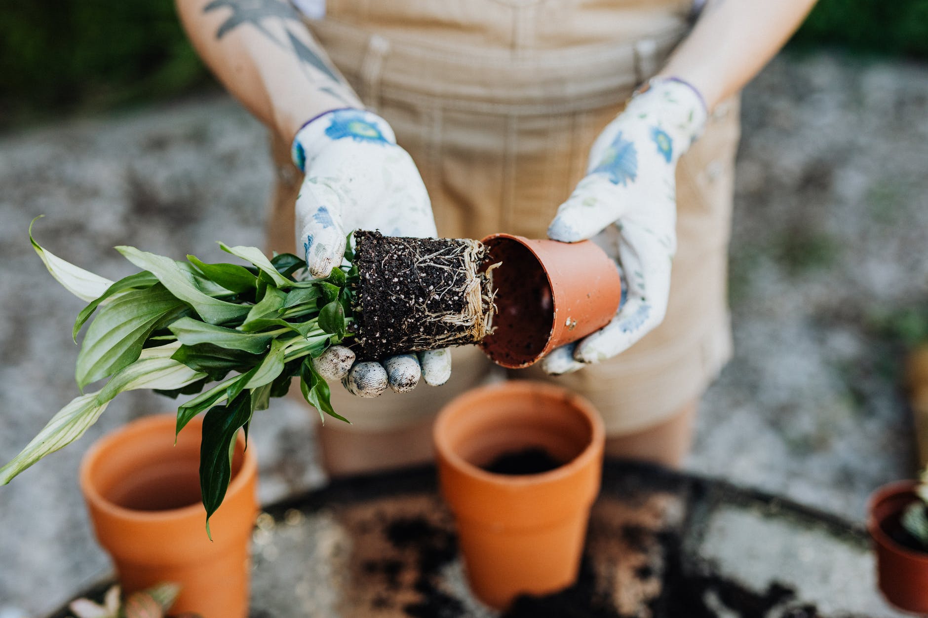 person holding green plant in brown clay pot