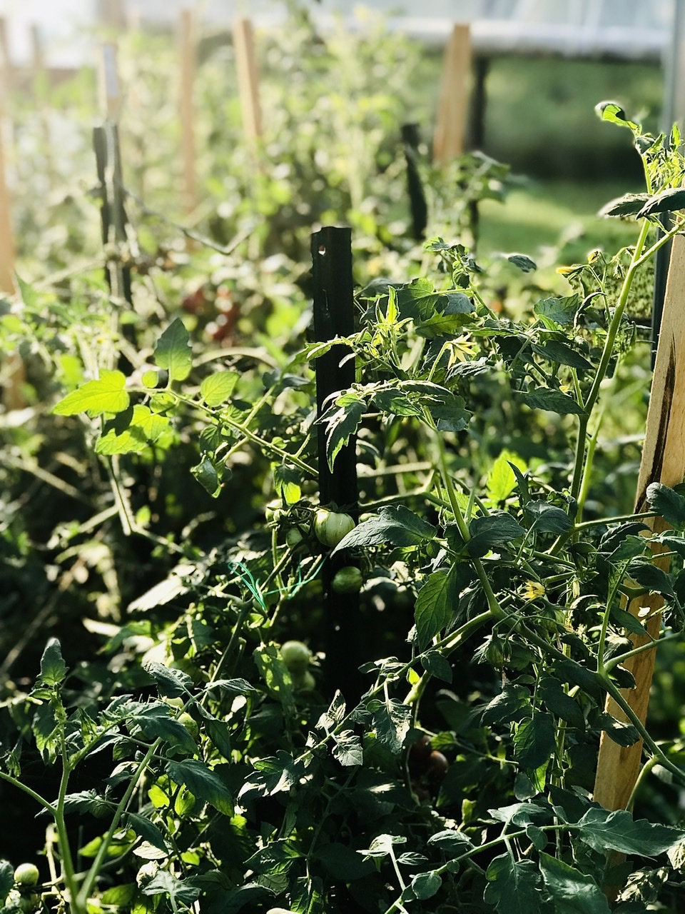 Tomatoes in high tunnel