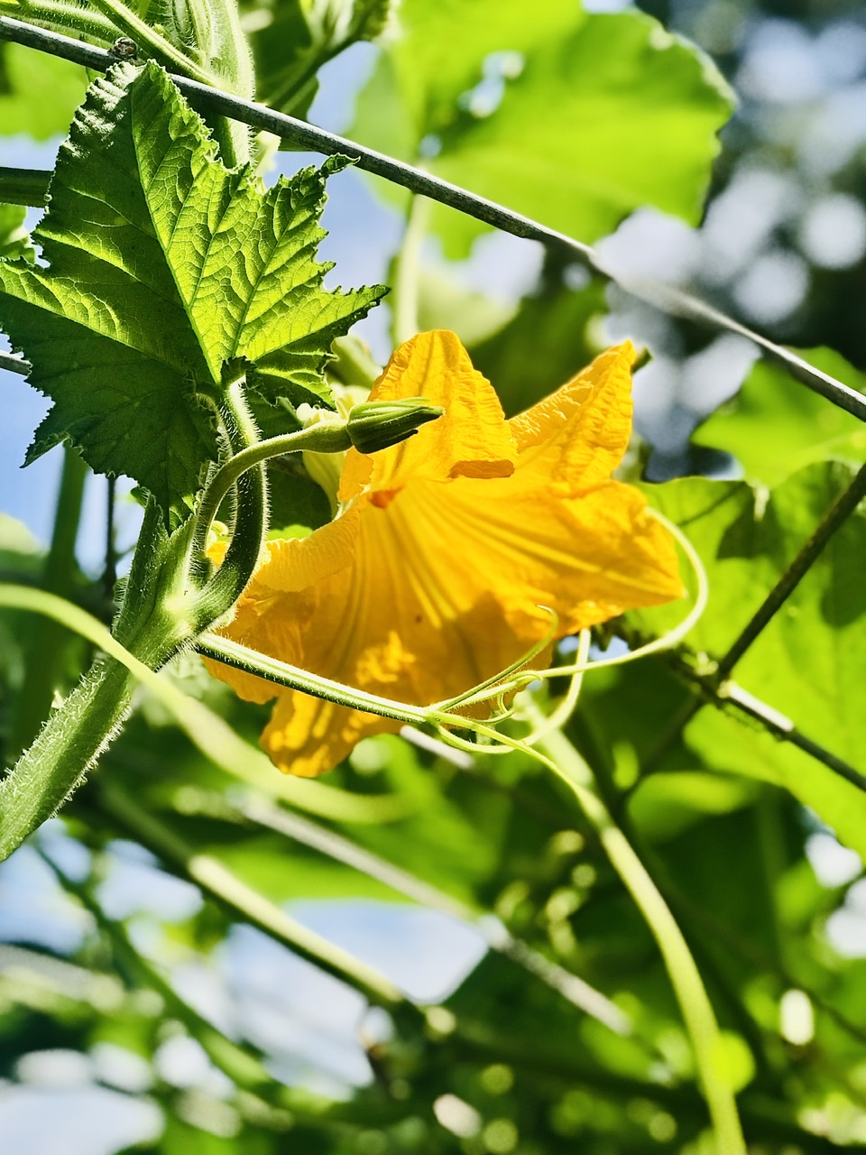 Zucchini blossom