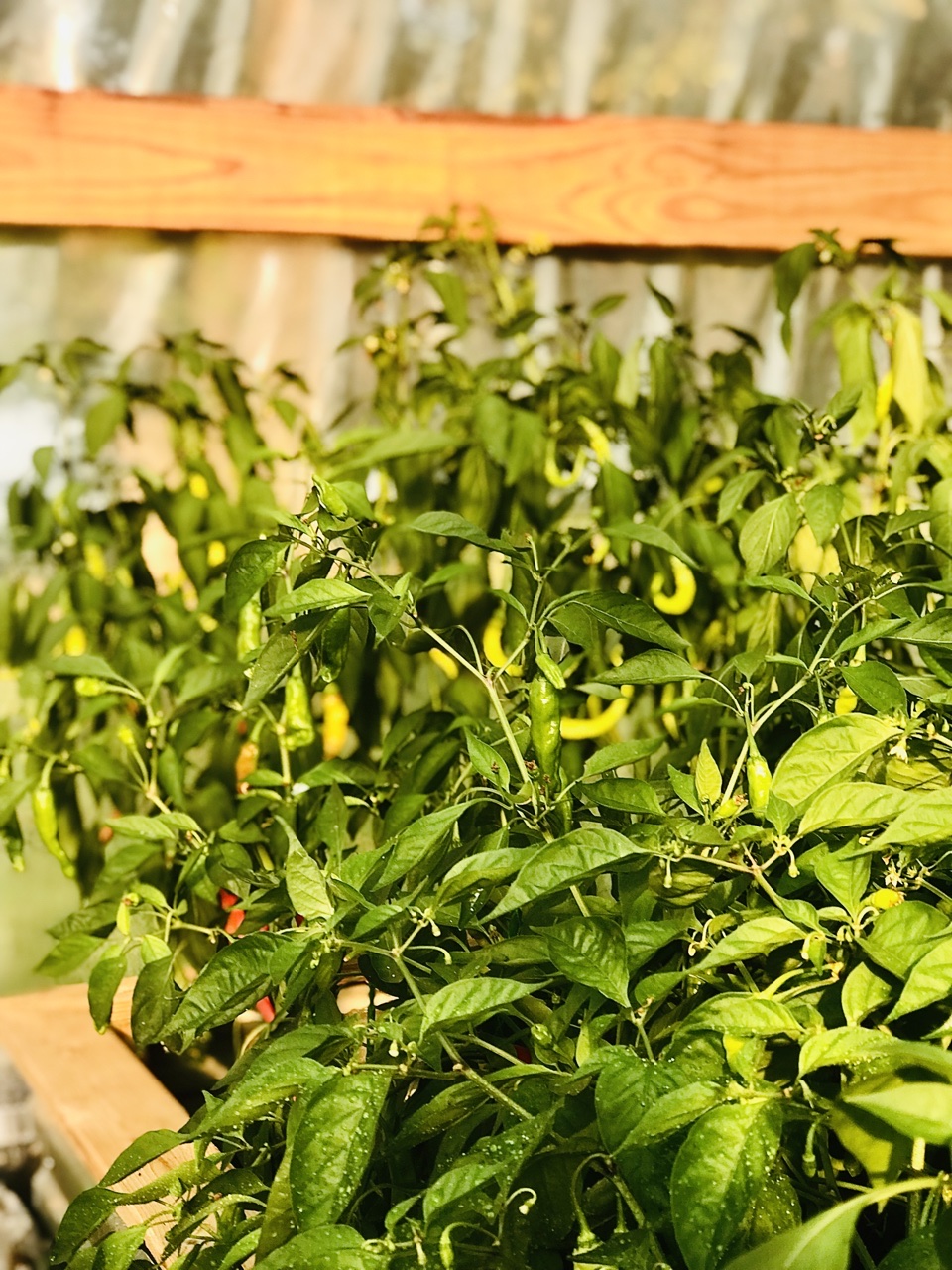 Corbaci and Shishito Peppers