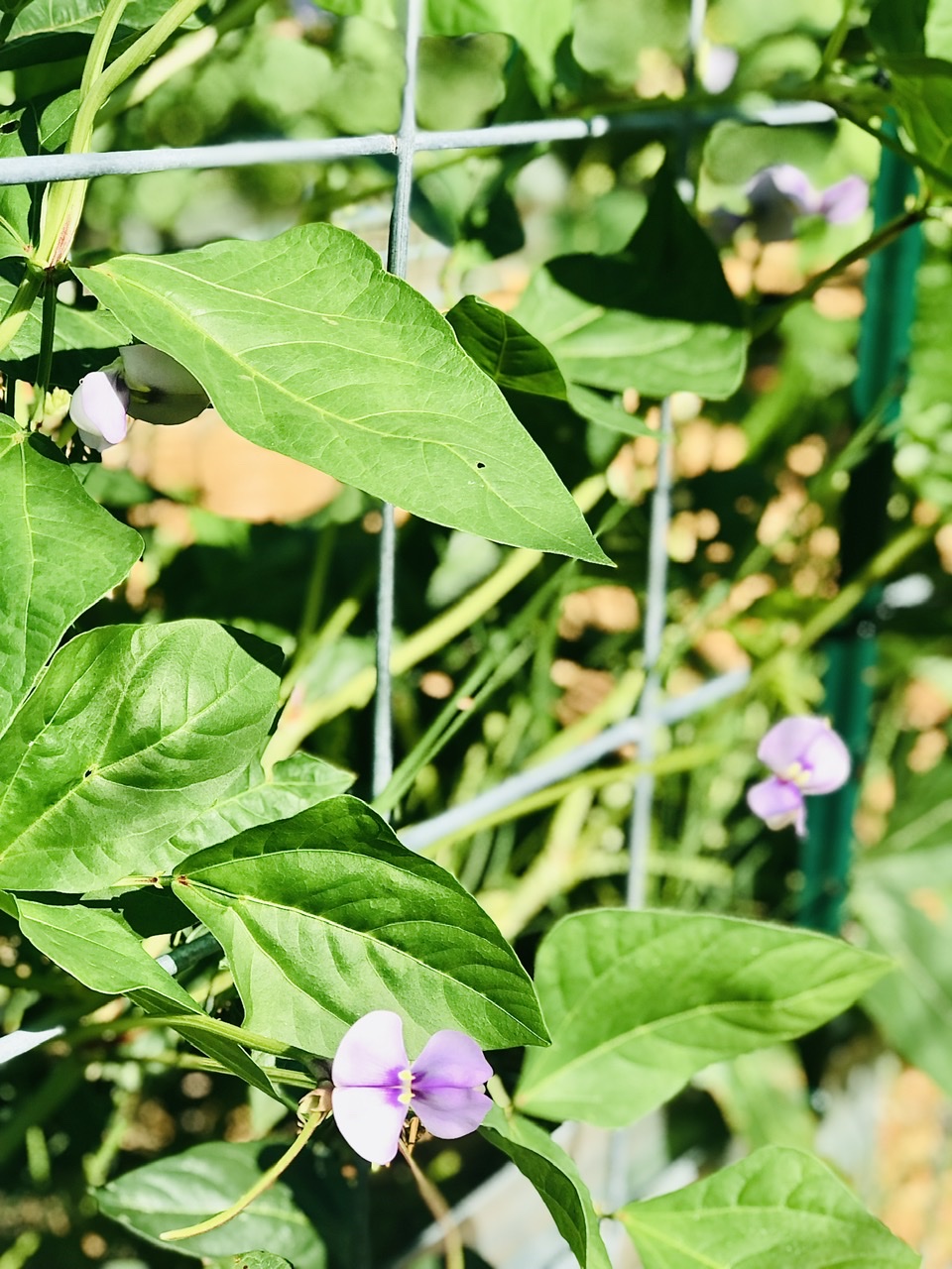 Chinese Noodle Beans in bloom