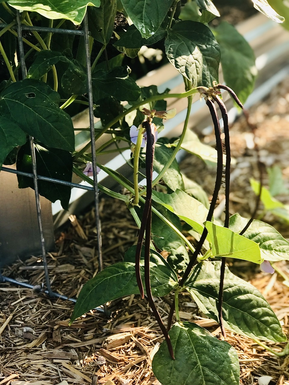 Chinese Noodle Beans