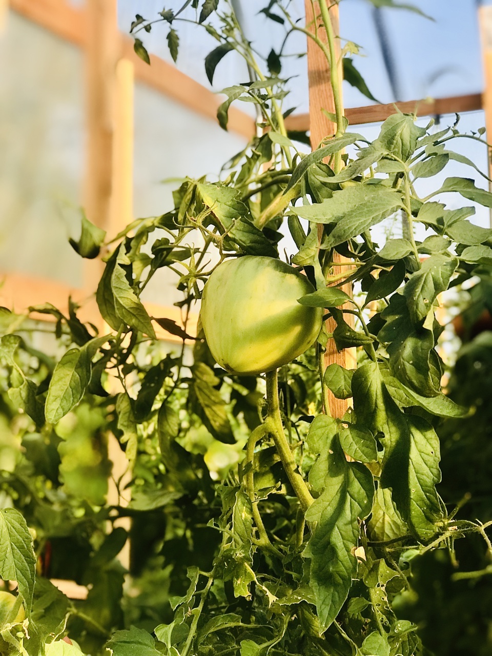 Golden King of Siberia