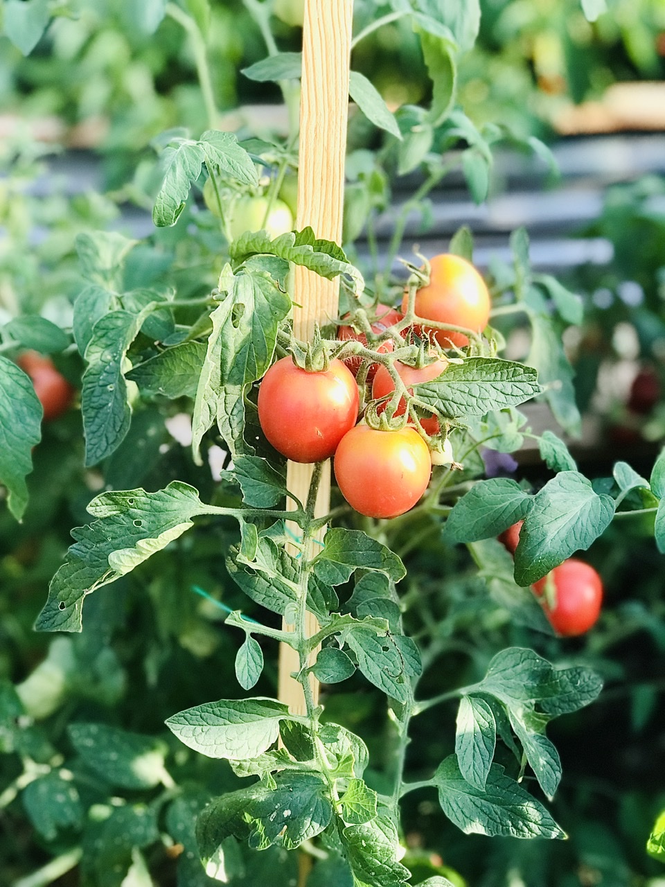 Raspyberry Lyanna Tomatoes