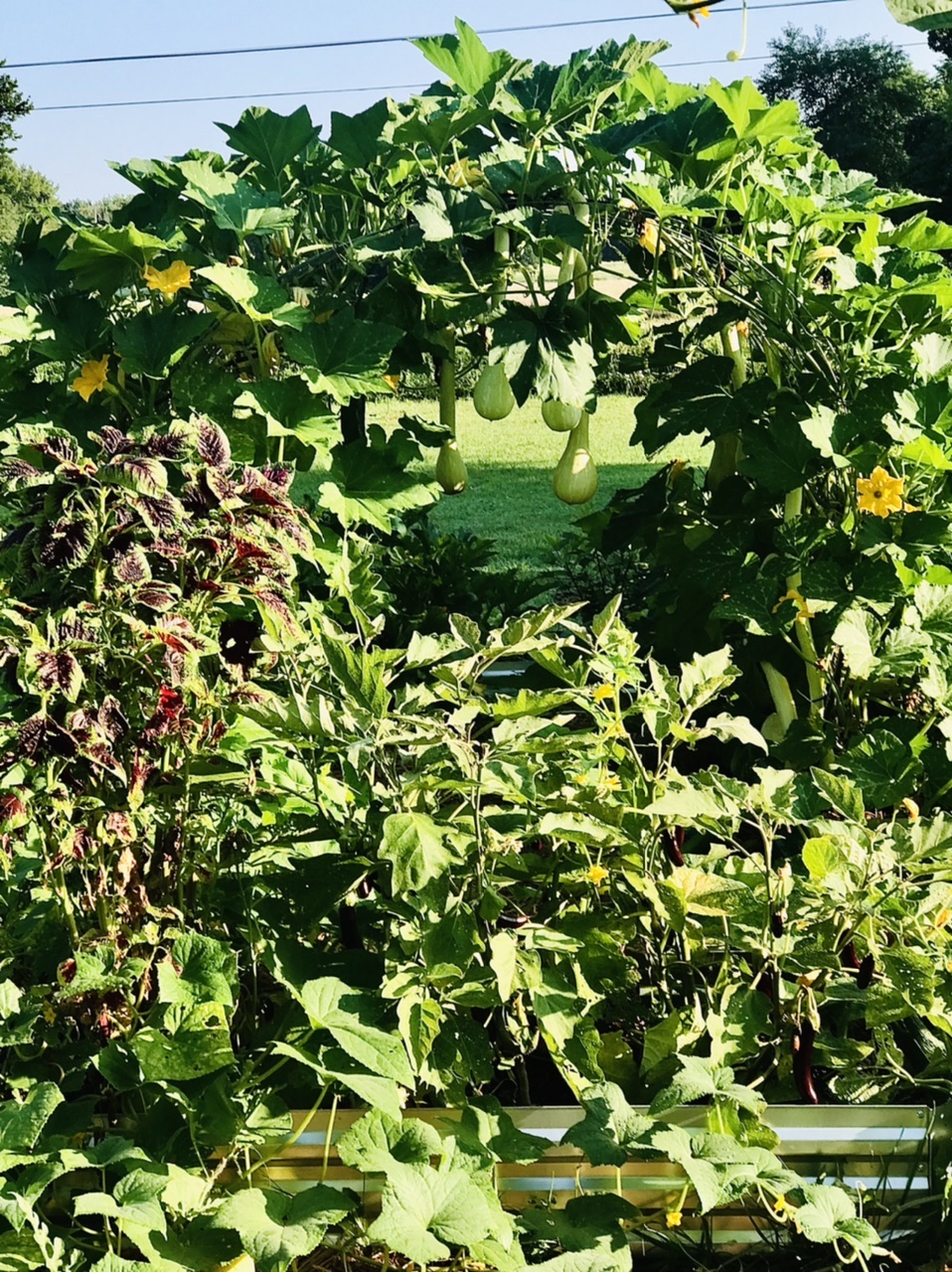 Front yard garden arch