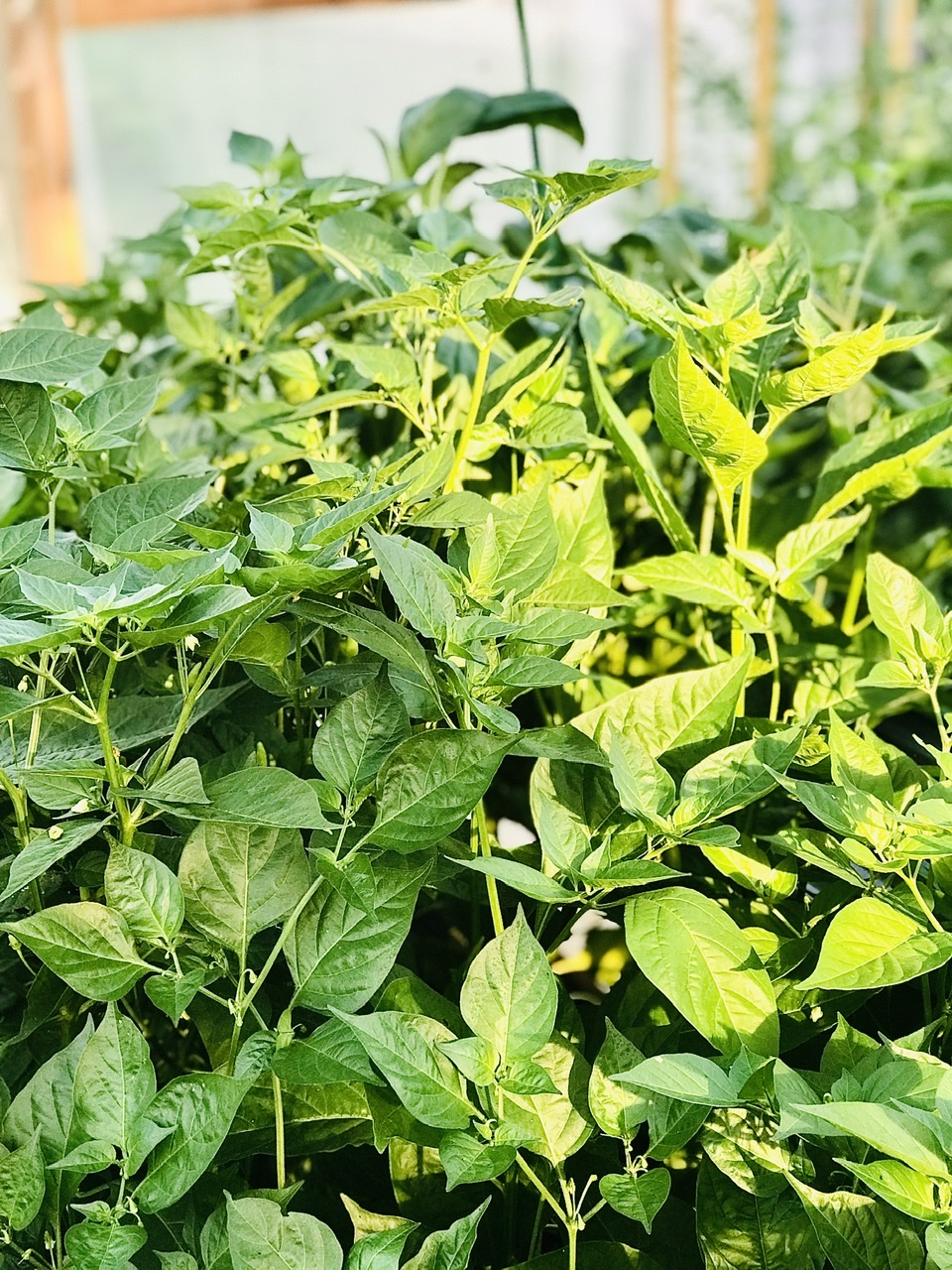 Peppers in high tunnel