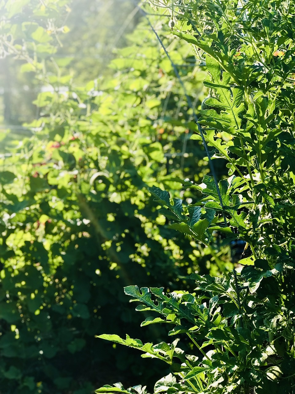 Cattle Panel Trellis Arch