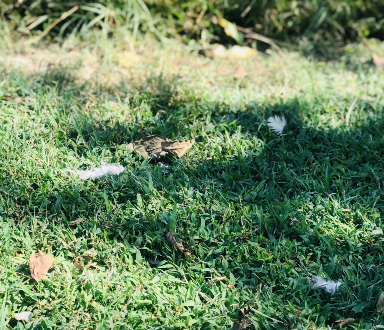 feathers on the ground