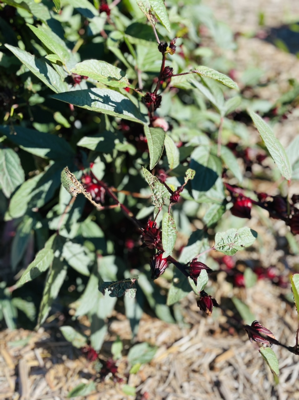Roselle plant