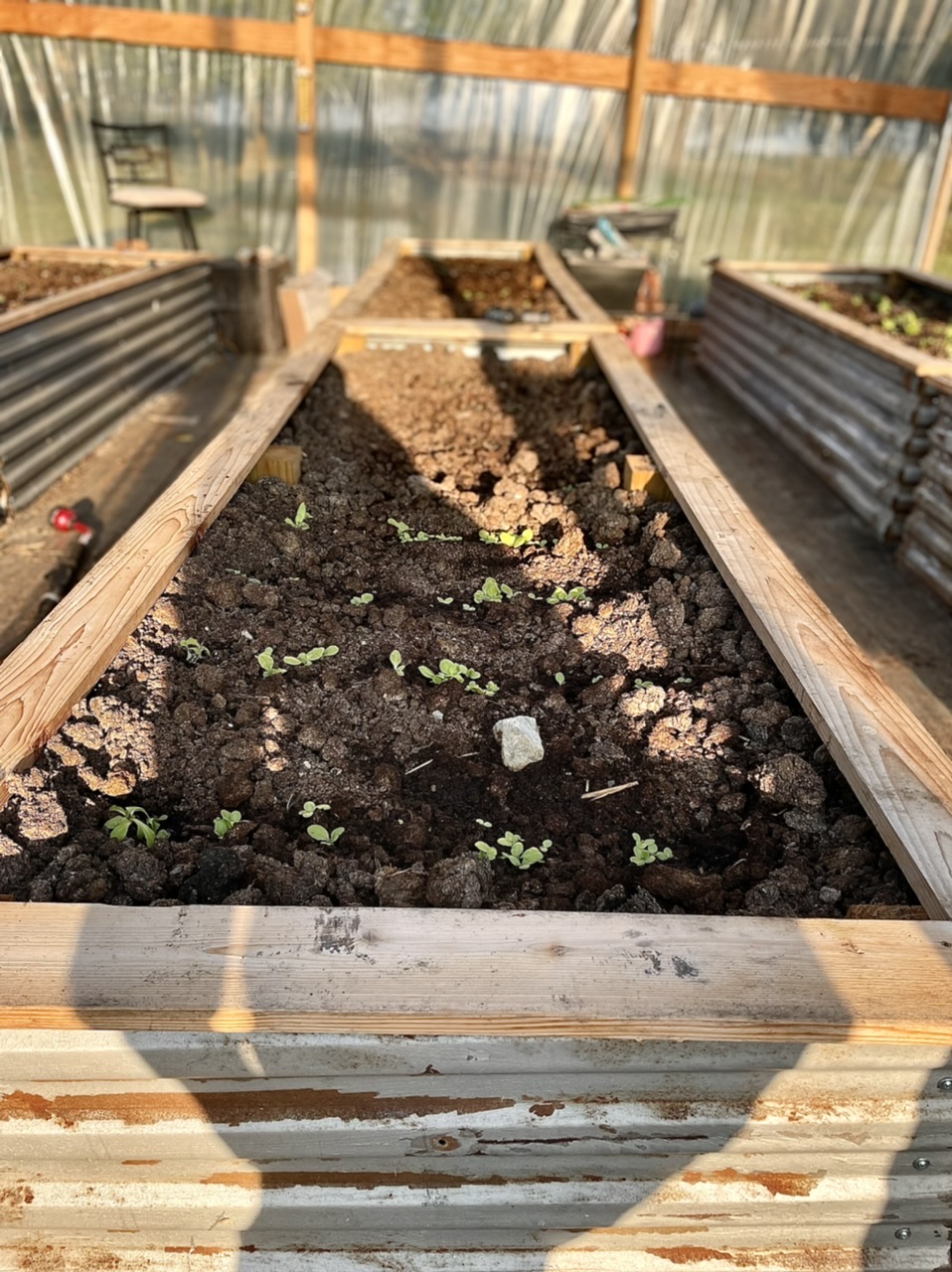 seedlings in high tunnel
