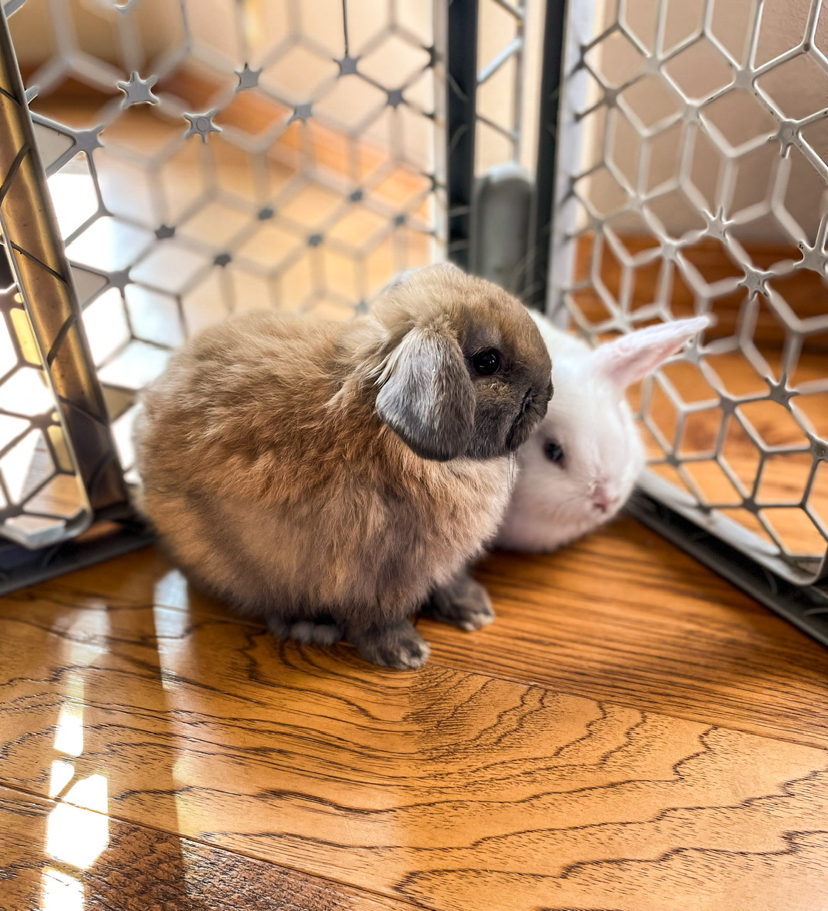 10 Things You Need to Know Before Buying a Rabbit - The Art of 1 Acre