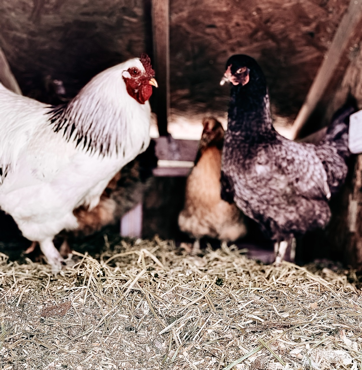 chickens standing in straw