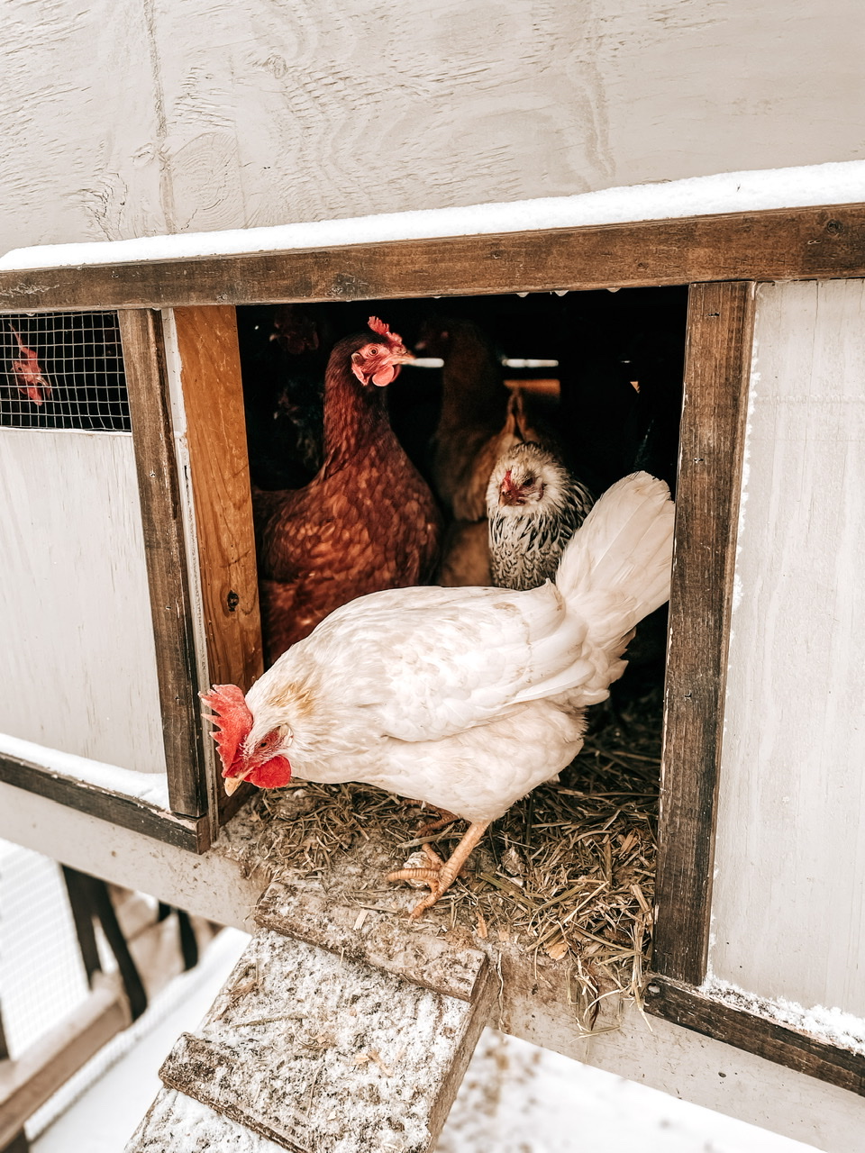 chicken in a coop in the snow