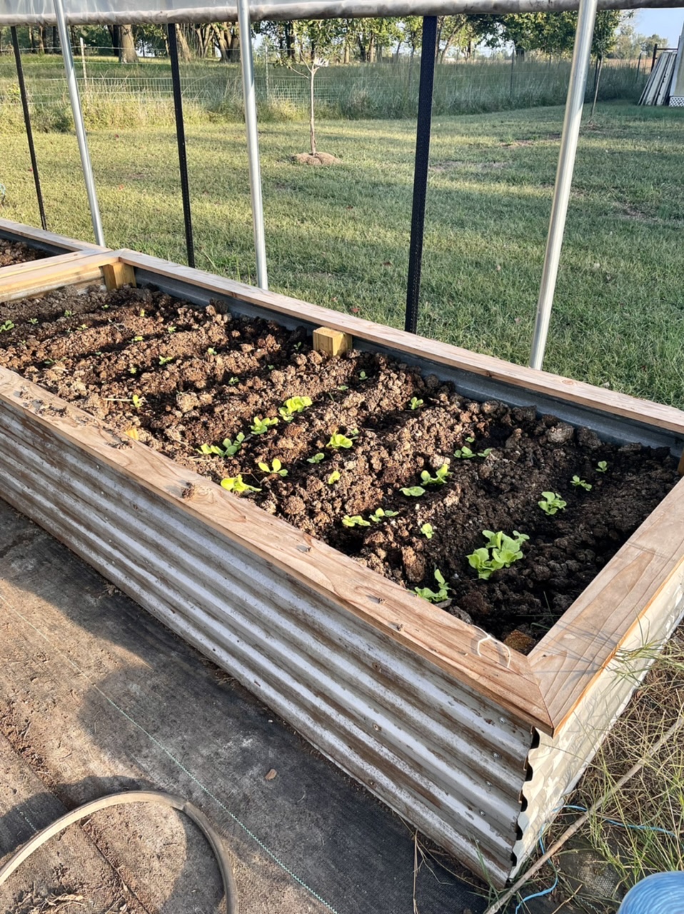 seedlings in high tunnel