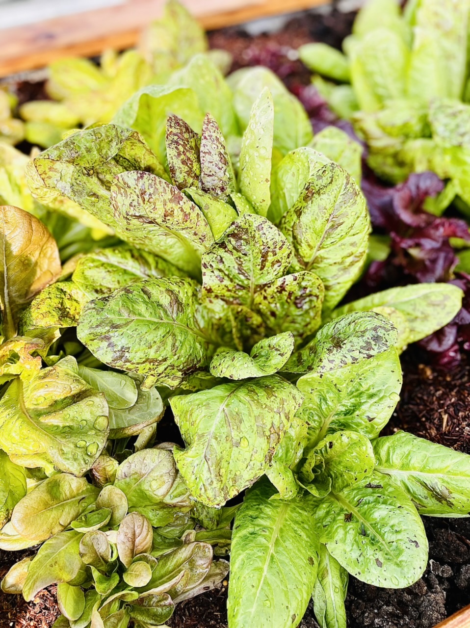 FORELLENSCHLUSS LETTUCE