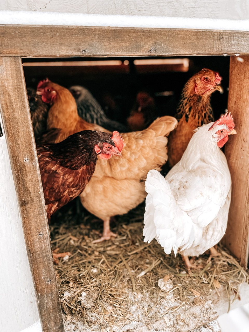 chickens standing in a coop