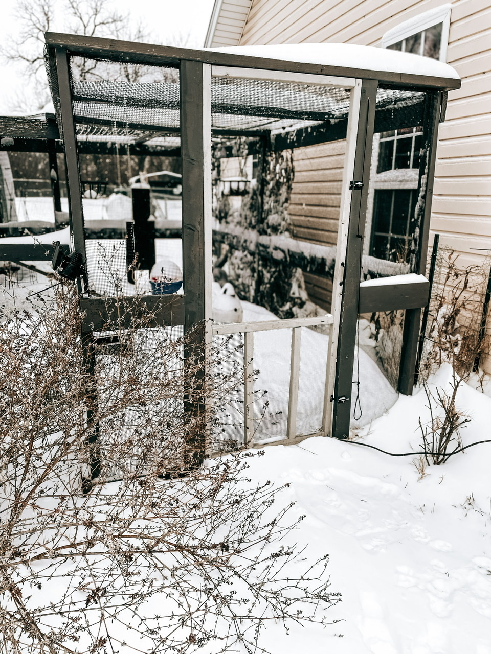 chicken coop in the snow