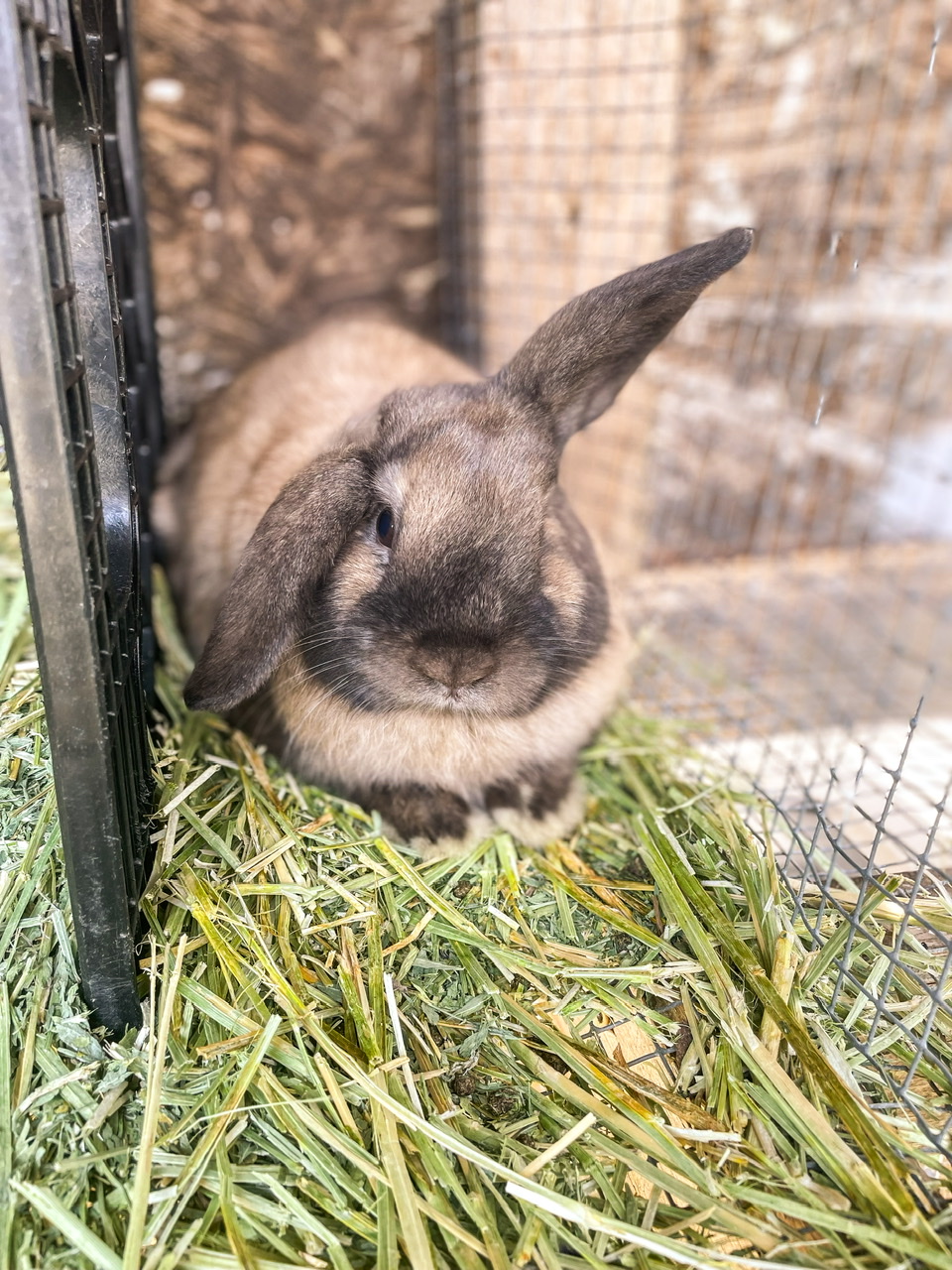 brown rabbit in a hutch