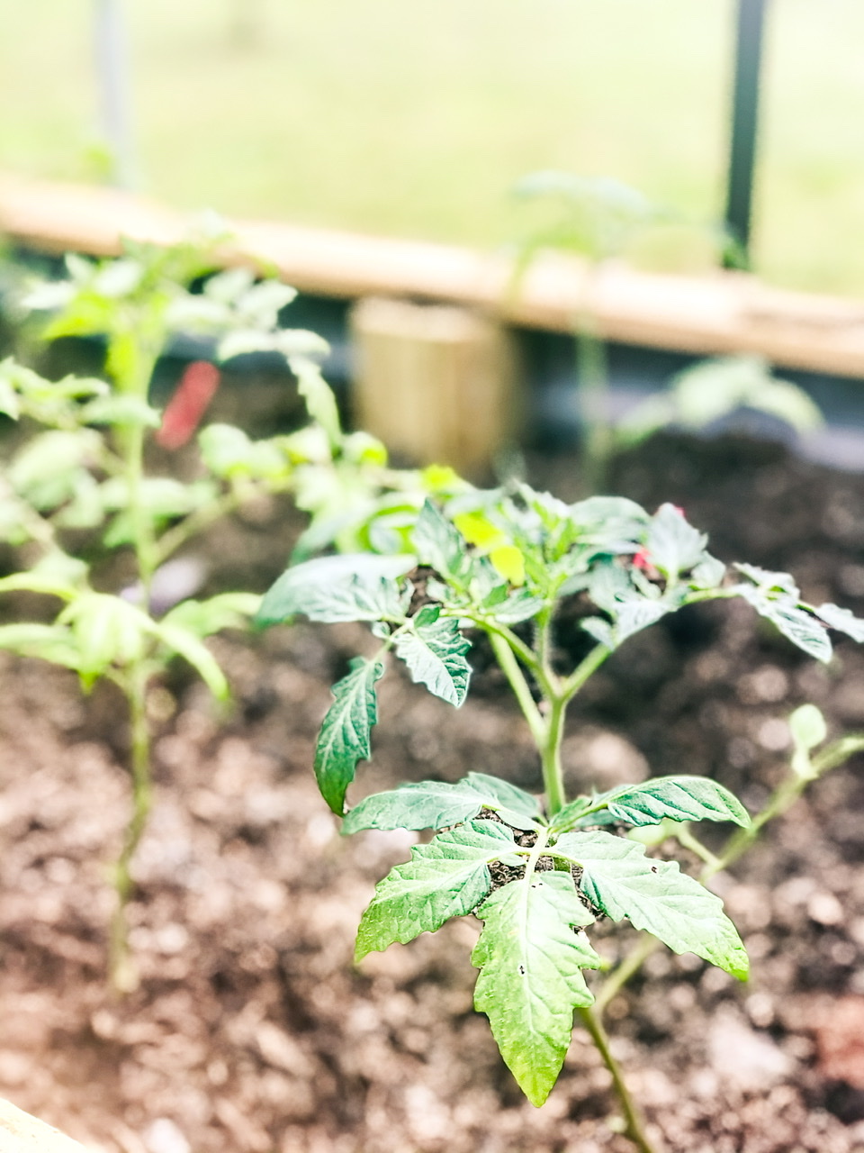 Young tomato plants