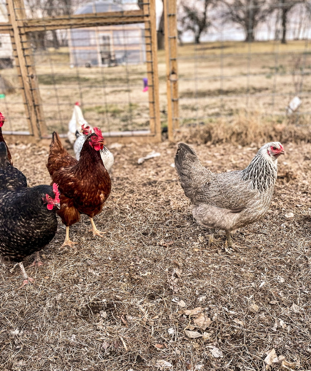 flock of chickens and fence