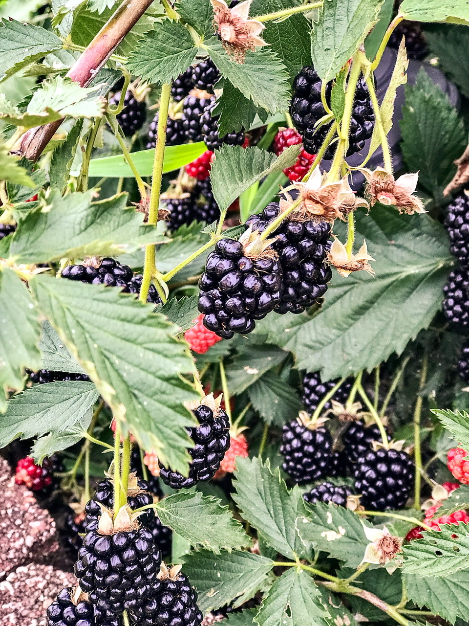 blackberries on the plant