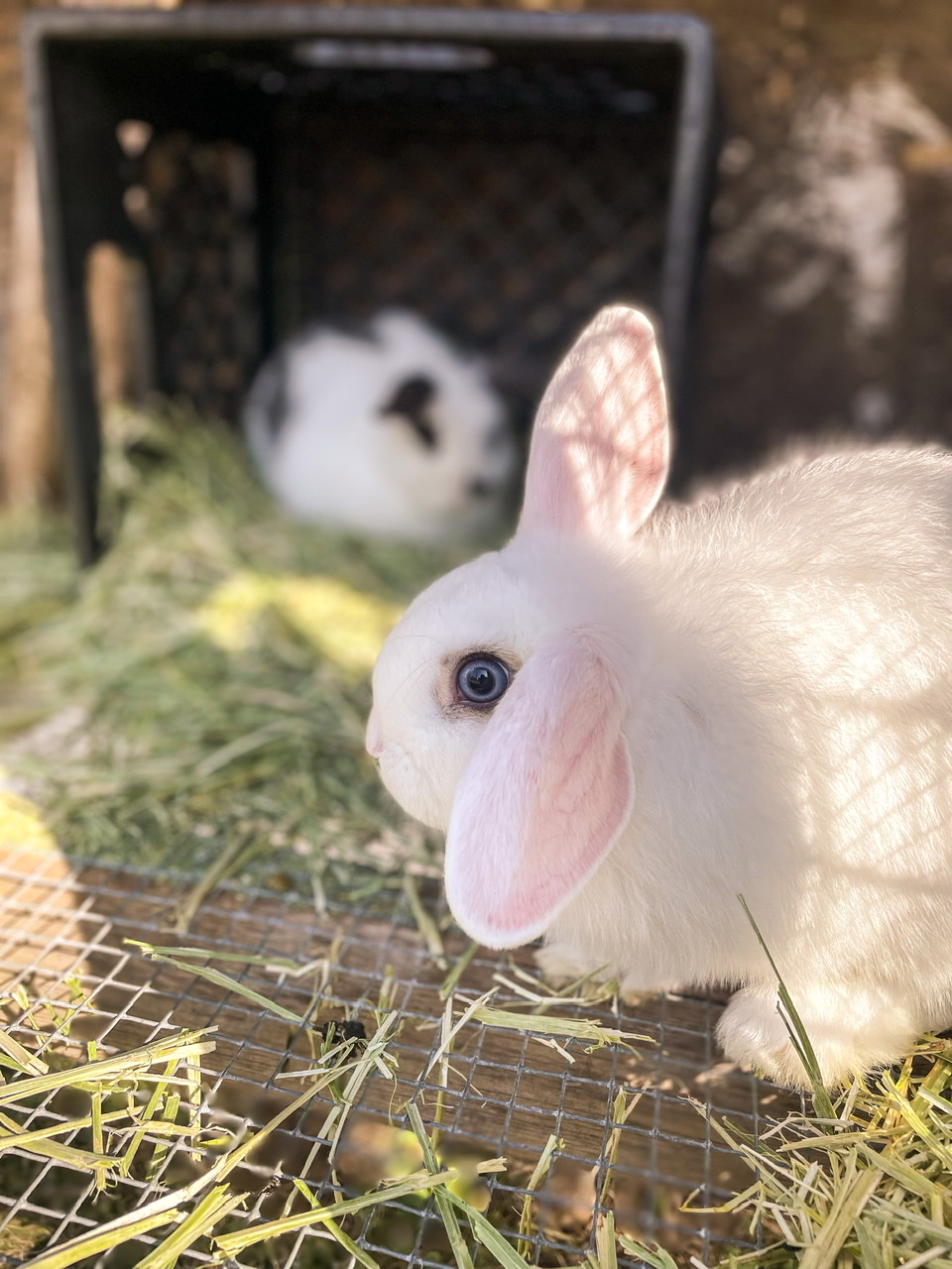 two rabbits in a hutch