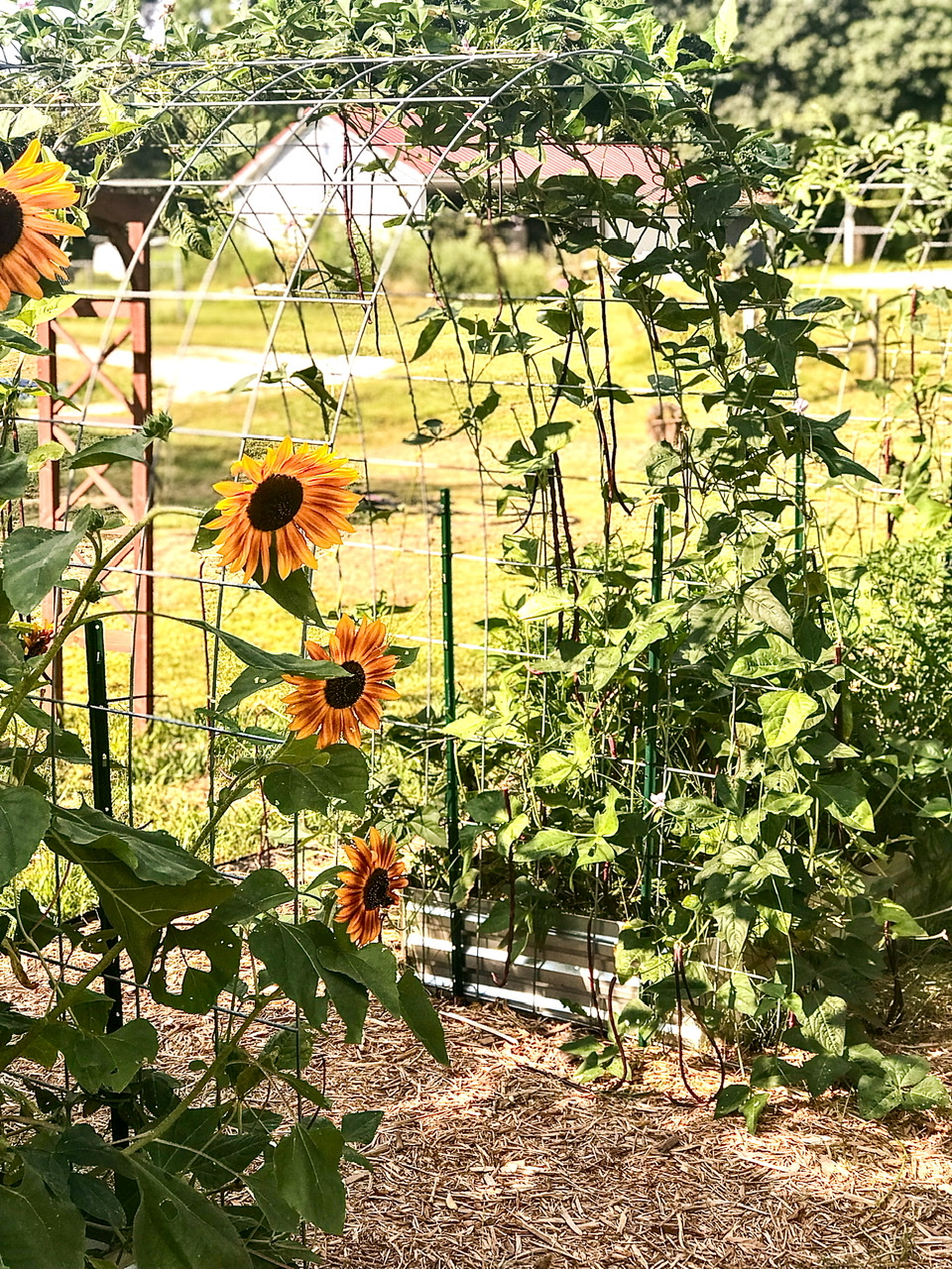 cattle panel trellis and sunflowers