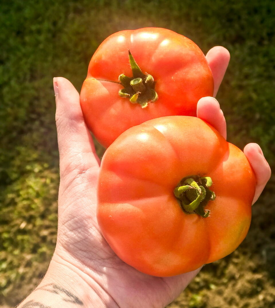 Two tomatoes in a hand