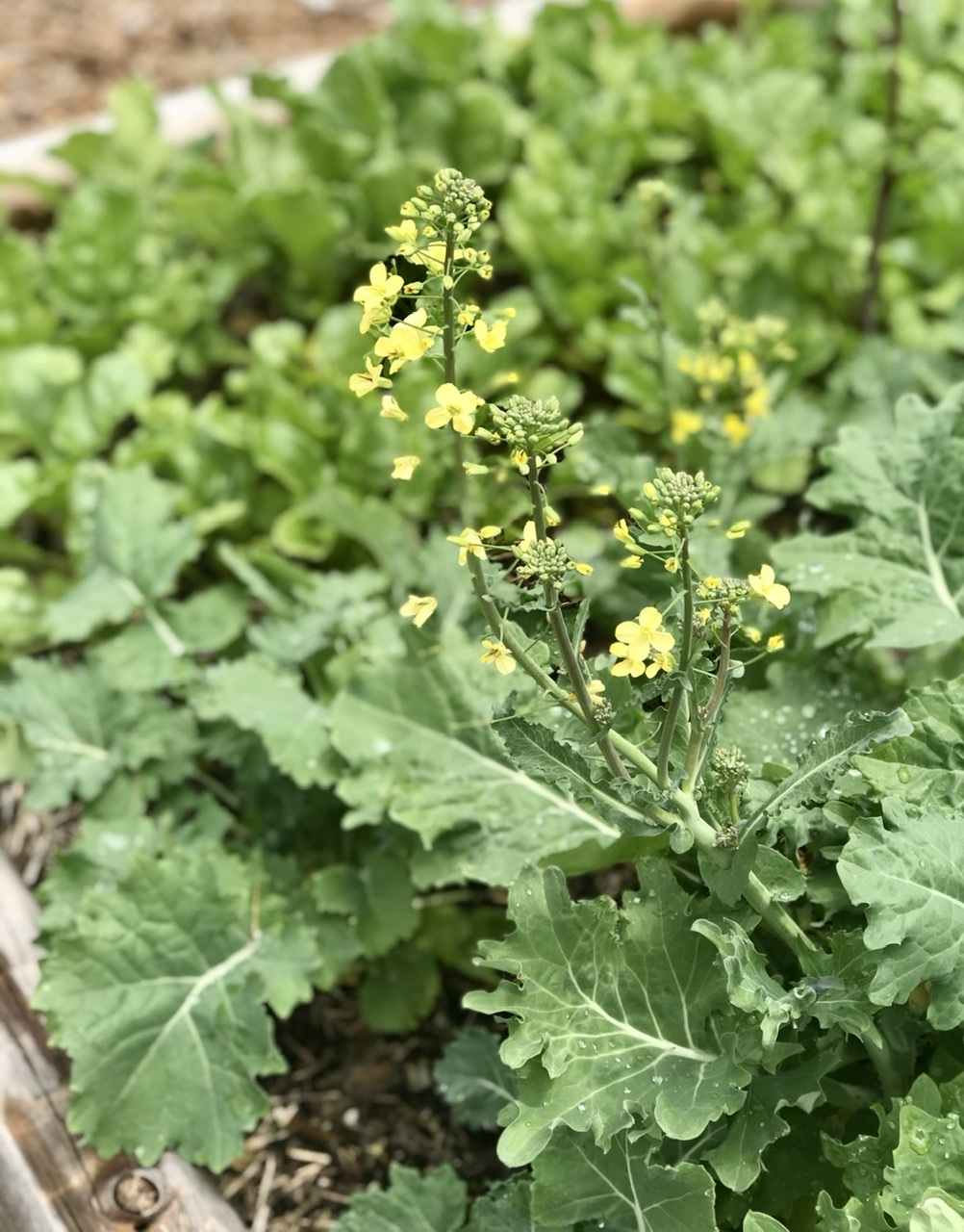 Kale that has bolted