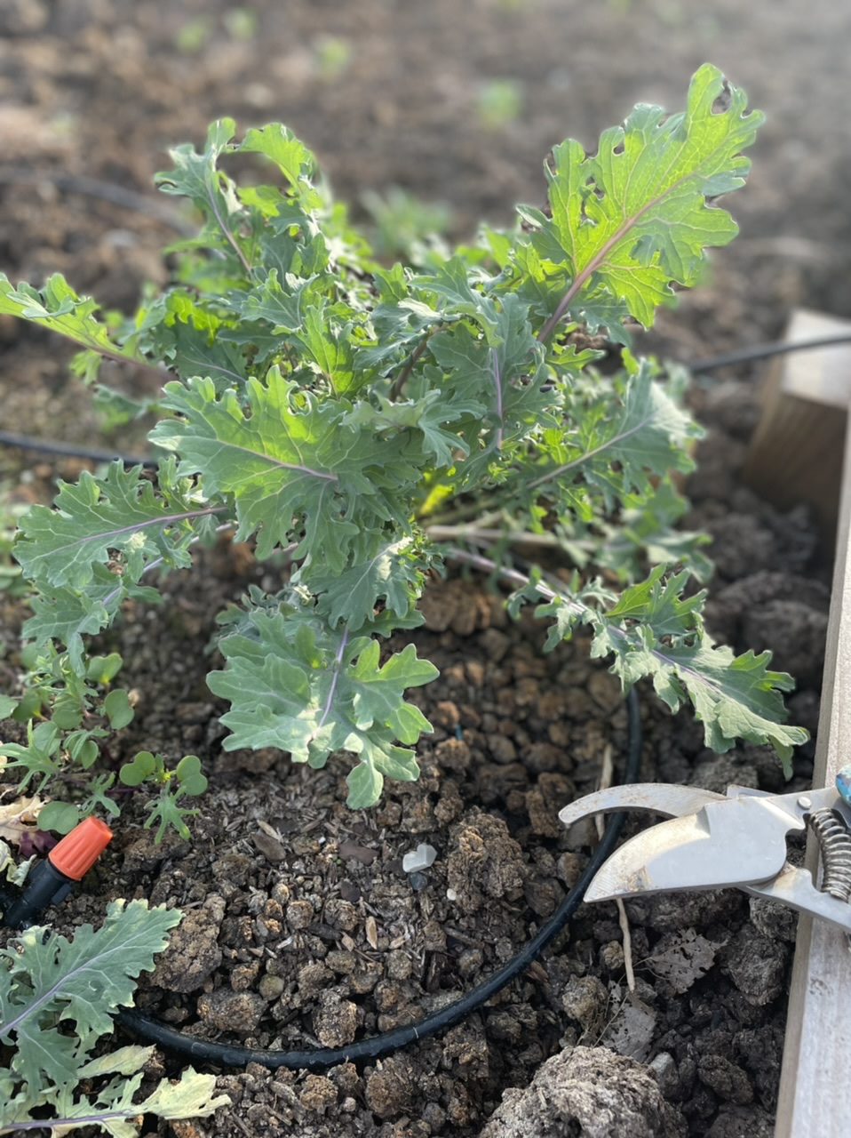 kale with pruning shears