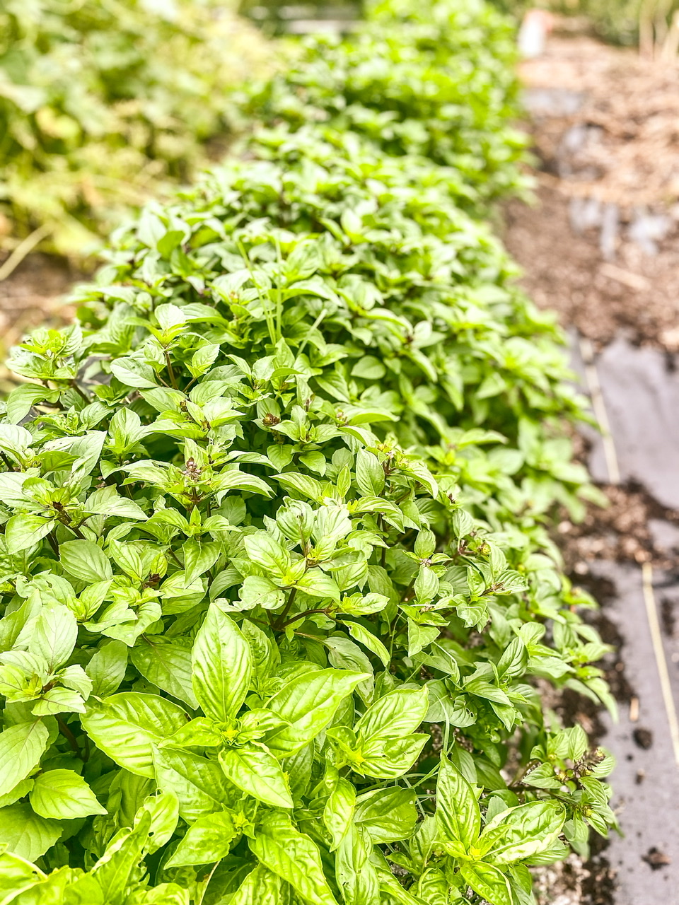 Basil plants