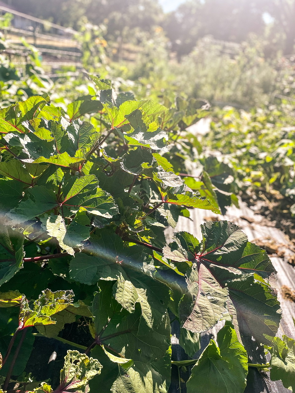 Okra plants