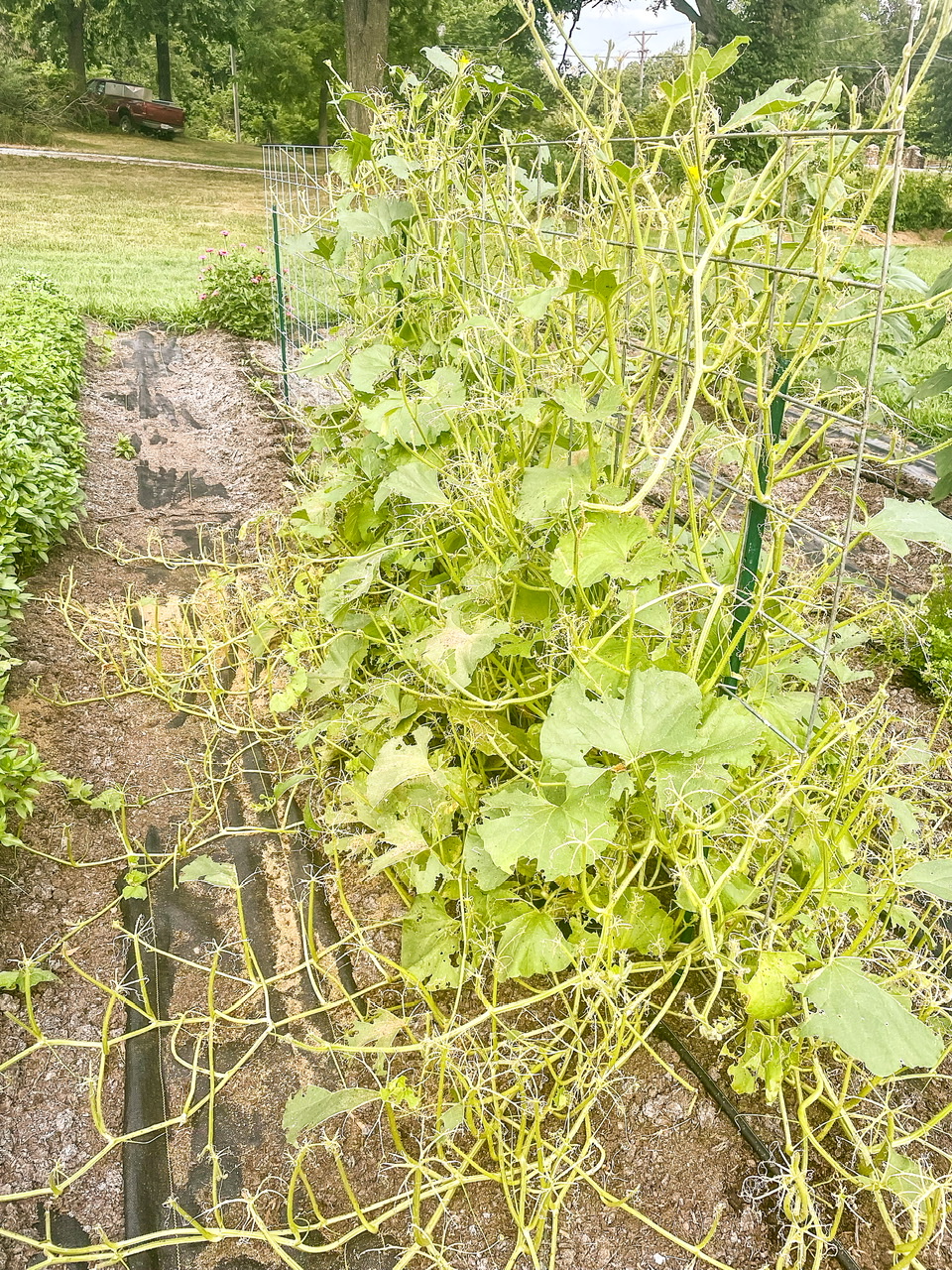 Cucumber plant eaten by cucumber beetles