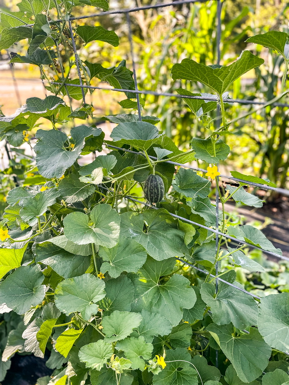 Vine peaches on a trellis