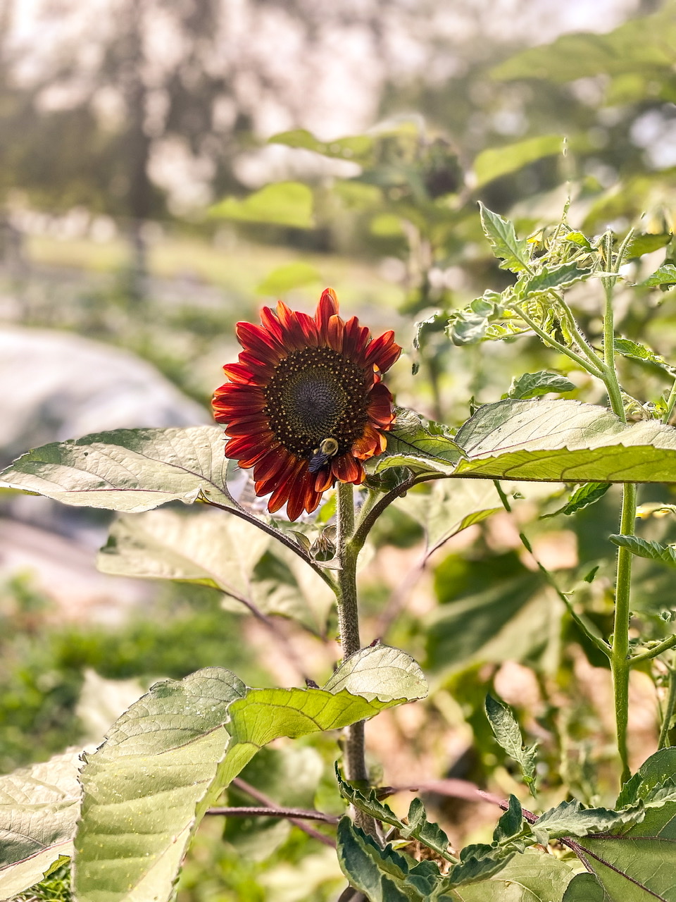 Sunflower with a bee