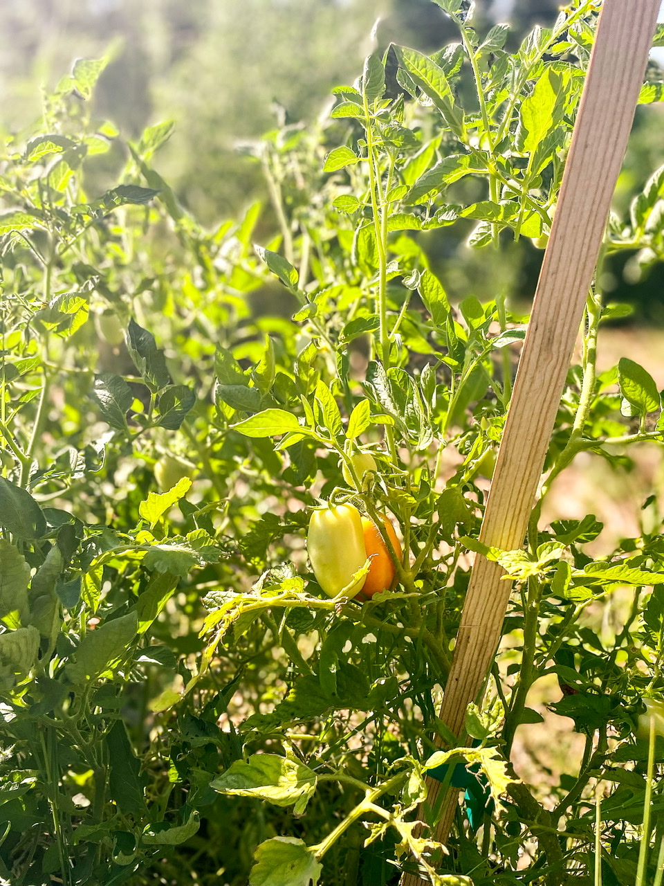 Roma tomatoes