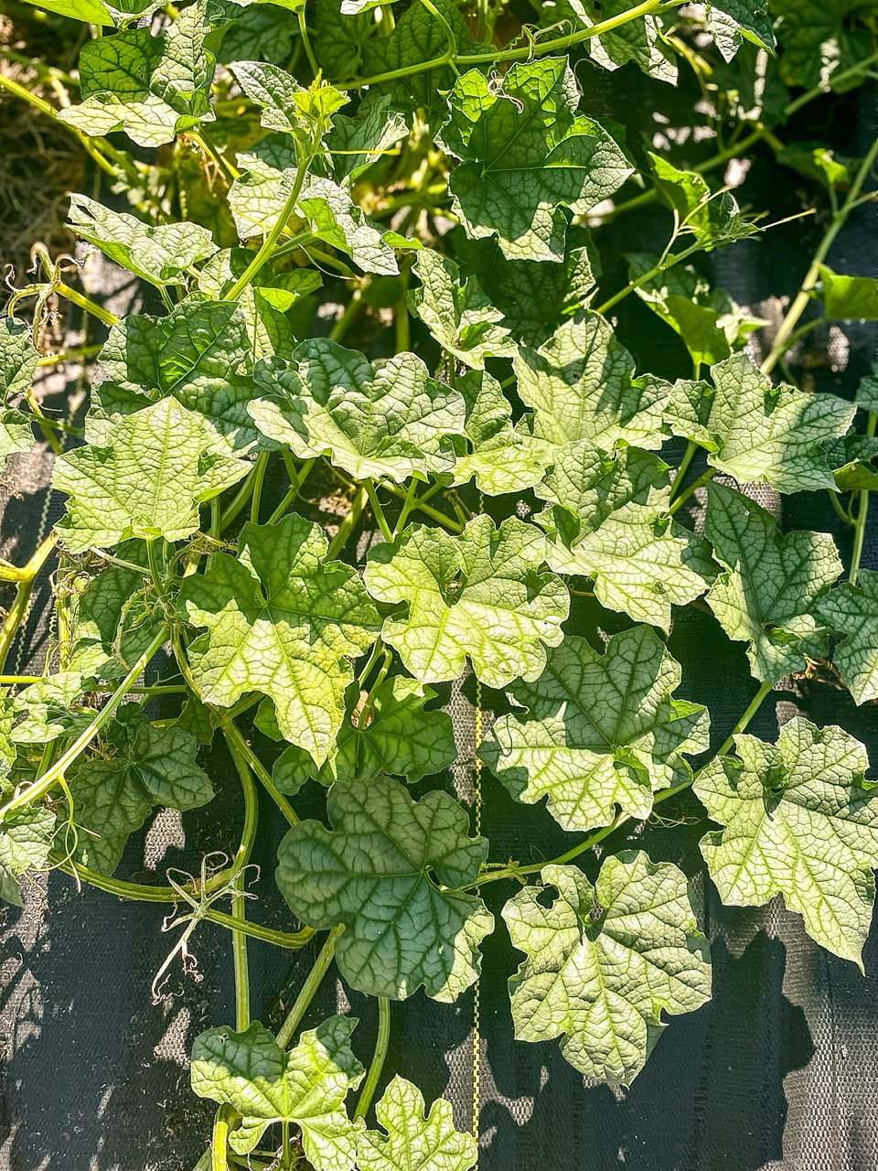 Acorn squash plant