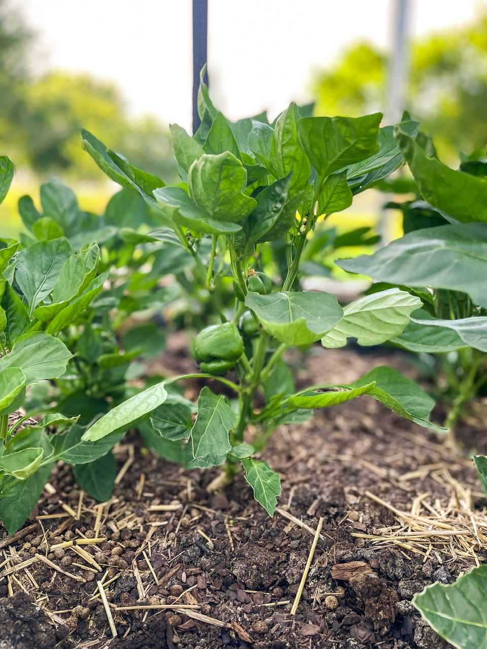 Bell Pepper plant in hight tunnel