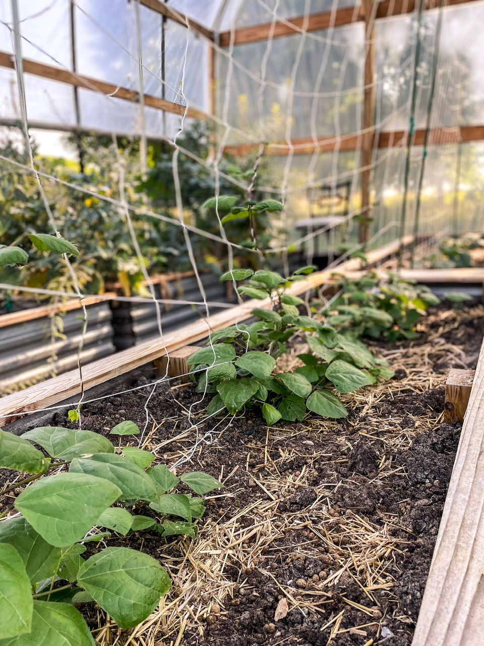 Bean plants in high tunnel