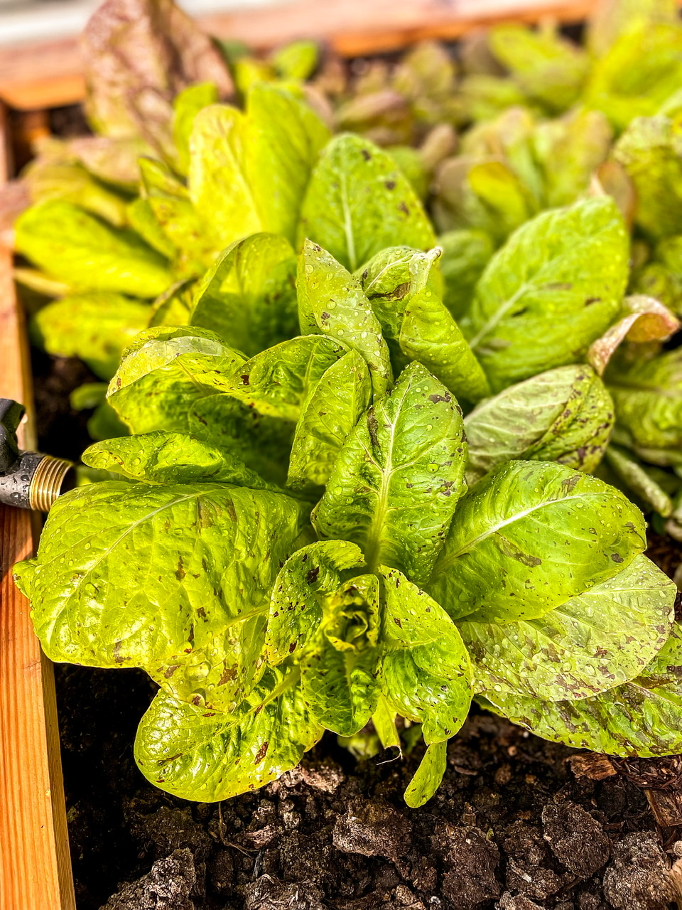lettuce in garden bed
