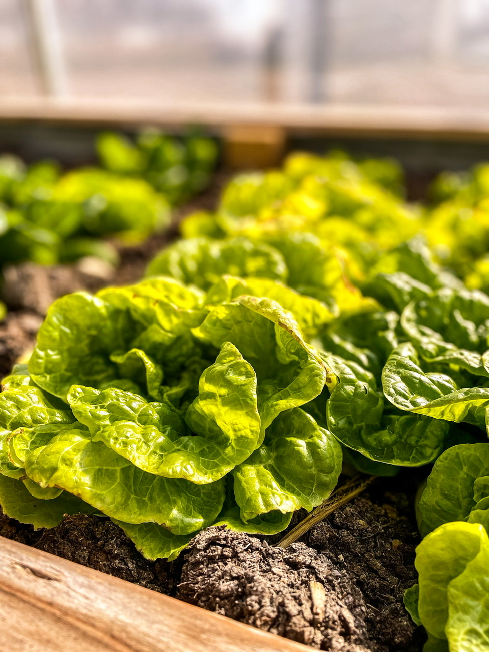 Tom Thumb lettuce in garden bed