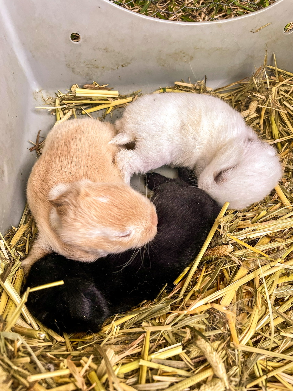 three baby rabbits in nest
