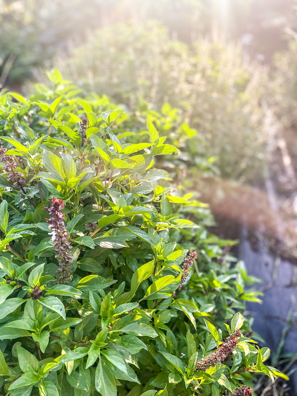 Blue spice basil plant